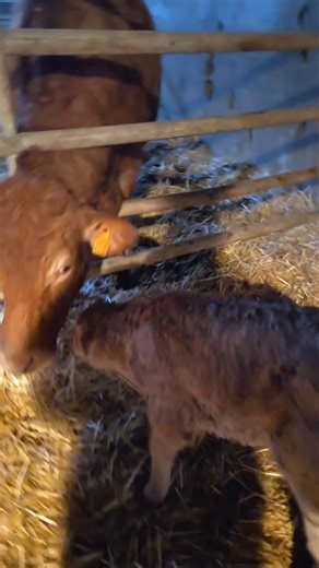 À la ferme, rien ne se passe jamais comme prévu. Tu sors pour nourrir les poules, tu reviens avec une botte pleine de paille, un chat accroché au pull et une vache qui te regarde comme si c’était toi l’intrus. 😄 Un veau décide de naître un dimanche, la clôture lâche juste après réparation, et le tracteur démarre uniquement quand personne ne le regarde. C’est pour ça qu’il faut y vivre : pour apprendre que l’imprévu fait partie du décor… et que dans une ferme, c’est toujours la nature qui a le d