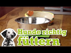 Hundeernährung: Hunde richtig füttern - Hundebibel