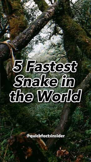 Speedy Serpents: The 5 Fastest Snakes in the 🌎⚡️🐍