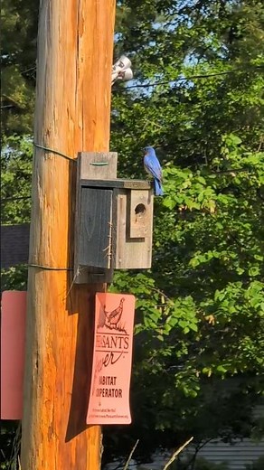 🐦 Finally! A successful eastern bluebird nest in this birdhouse!