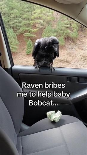 Well that’s a lot of money #wholesome #animals | raven bird