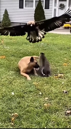 Eagle attacks dog and cat sleeping in front of house #eagle #dog #cat | Wildlife Birds