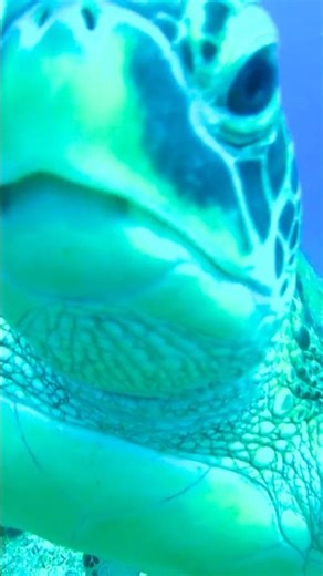 A curious little friend 🐢