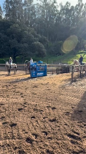 Andy Holcomb on Instagram: "Circling some fresh muleys and letting the younger heel horses get some pull on the end of the rope. 🍁"