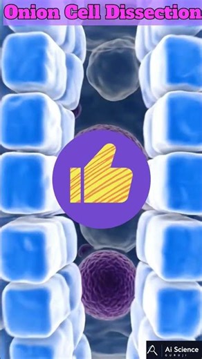 Onion cell in microscope