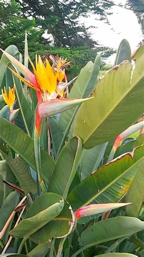 STRELITZIA REGINAE - SOUTH AFRICAN BOTANICAL BIODIVERSITY #strelitzia #botanical #biodiversity #fyp