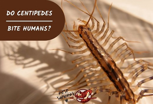 Do Centipedes Bite Humans? | The Dangers and Treatment Options - Pest Samurai