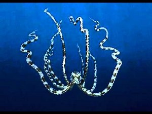 octopus noises second noise)