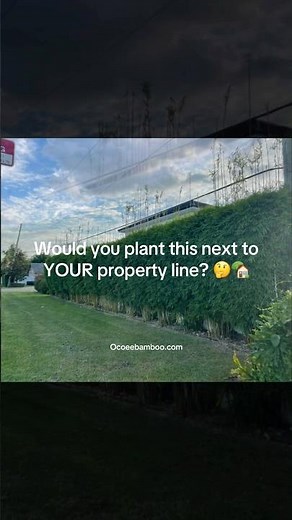 Bamboo vs traditional privacy hedges and fences 🎋⚡Graceful Bamboo