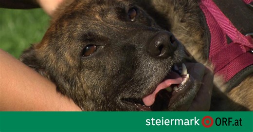 Vierbeiner mit viel Lebenserfahrung