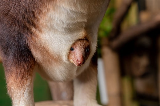 Watch the moment adorable rare tree kangaroo joey peers out of mum's pouch at Chester Zoo