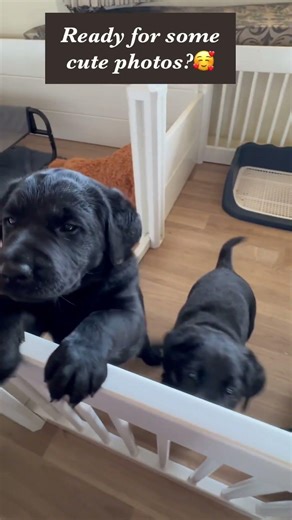 These Lab Puppies Are Too Cute 🥹🐾