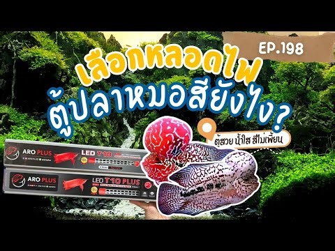 EP.198 Let's choose light bulbs to make your aquarium look beautiful!