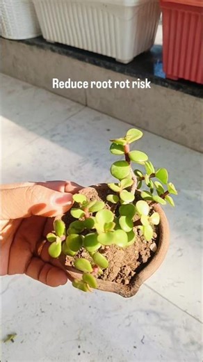 Succulents Thrive In the smallest Pots|Mini Pots Meaning Faster Drainage#portulacariaafra #succulent