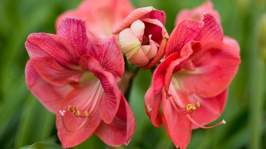 Amaryllis pflegen und wieder zum Blühen bringen