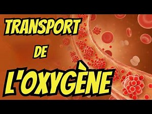 Le voyage secret de l’oxygène dans ton corps ! (AS)