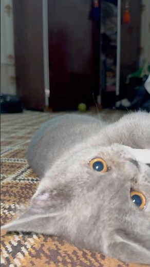 ⭐ The Cutest Playing Cat on YouTube 😺💗