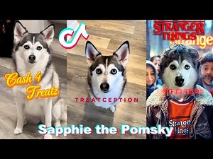 * NEW *Sapphie the Pomsky Funny Dog Shorts Video Compilation 2024 #2