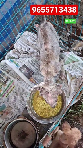 ஸ்கின் டிசிஸ் #shortsfeed #shortsviral #shortvideo #shorts #short #shortsvideo