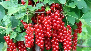 Johannisbeeren schneiden: Richtiger Schnitt nach der Ernte erhöht Ertrag