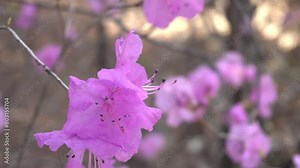 fragrant flowers that can be seen in spring