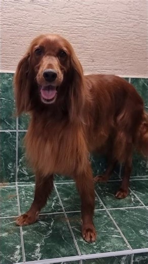 Irish Setter Grooming TRANSFORMATION | From Dirty to Stunning ✨🐾