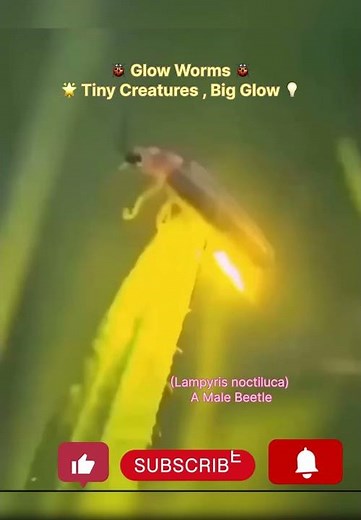Glow Worms 🌟 | Lightning Bug 💡|Jugnu ⚡️| Firefly 🪲