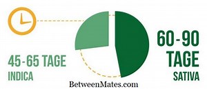 Unterschied zwischen gewichtetem GPA und ungewichtetem GPA Unterschied zwischen - Andere 2025