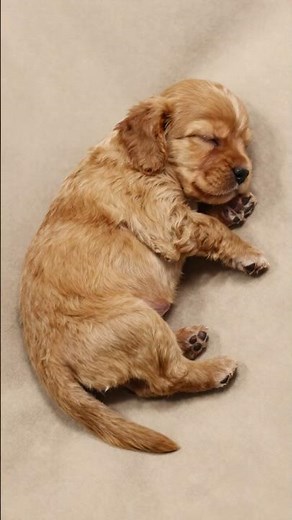 Cocker Spaniel Puppies: Golden, Black, Chocolate & Blue Roan🐾✨