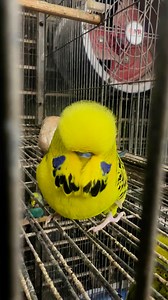Nocturnal Nappers – Budgies sleep around 10-12 hours a night, often puffing up to stay warm.#SleepingBird #CozyBudgie #BirdFacts | Birds Land