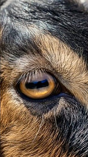 The Secret Power of Goat Eyes Revealed