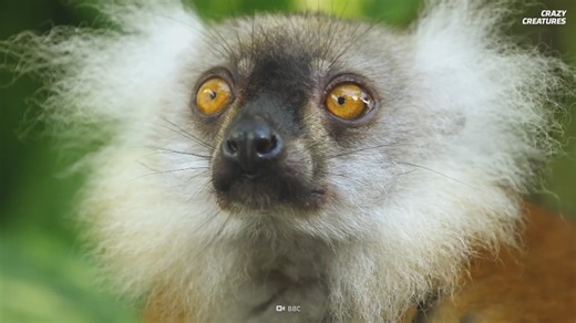 How monkeys behave when nature serves them alcohol