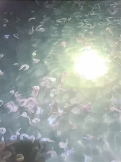 Fics and Fables on Instagram: "have you not seen a more beautiful sight? once a year, here on the shores of the san francisco bay, the non-newtonian penis worms make their seasonal migration south from the shores of the sailish sea to mate. it is quite a remarkable display, no? penis worm experts estimate that this year's spawn consists of over 80 million individuals. the penis worms will likely remain in the bay until early march, at which point they will return to the waters of the salish sea