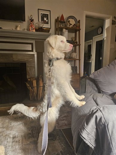 When Is a Pyr… Not a Pyr??? It all started with a phone call to kick off the new year. “We have a little Great Pyrenees mix - he’s deaf and vision impaired. We heard you helped find a loving home for a deaf and blind puppy back in 2014… can you help again?” How could we say no? We asked for photos and were greeted by the image of an adorable white fluffball. Our transport team jumped into action, and since this little guy was coming from down South, arrangements were made to meet in Gatlinburg. 