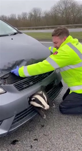 Driver Saves Trapped Badger From Moving Car In Heroic Roadside Rescue ------------ ----------- ------------- In this gripping continuous take captured on a handheld smartphone, a selfless off duty paramedic performs a heart stopping rescue on the side of a busy highway. The scene opens with the rescuer kneeling beside a car that is slowly rolling on an incline. A terrified badger is wedged tightly behind the twisted front bumper, its head poking through the cracked grille as it desperately tries