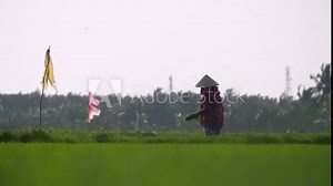 A traditional female farm worker harvests rice by hand in Vietnam rice paddy. Filmed in Slow Motion.
