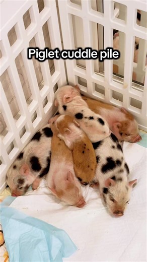 Listen closely. #piglet #minipigs #pigletventures #animalyoga #burlingtonontario