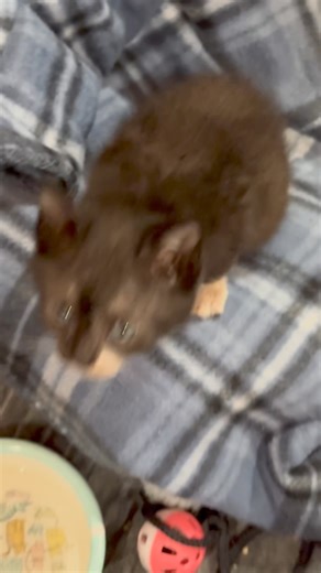 Nemo’s turn to make everyone’s day. He’s the best brother ever ❤️ | The Shabby Tabby Cat Cafe