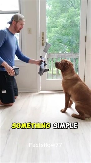 World’s Smartest Dog Learns a Trick and Helps Cat 🐶🐱