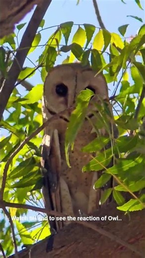 Barn Owl Scares Predator 😳 Look at Those Eyes! 🦉 #birds #viral #nature #trending ##shorts
