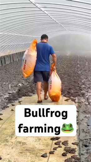 Inside one of the world’s highest-density bullfrog farms! #animals #frog #bullfrogs #farming #fyp