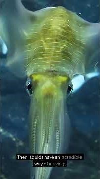 Amazing Squid: The Oceans Super Sneak #kidslearning #kidseducation #wildlife #marinemystery #animals