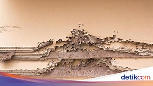 Kok Bisa Ada Rayap di Rumah? Ini Penyebab dan Cara Atasinya