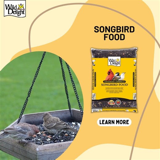 The male House Finch displays vibrant red plumage on its head, throat, and chest, while the female is more subdued with brown and streaked feathers. To attract them to your feeders, try offering Songbird Food: https://www.wilddelight.com/products/songbird-food/ | Wild Delight
