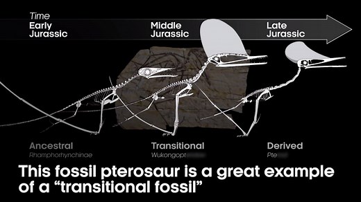 One of the many fossils that proves evolution - in 60 seconds. #DarwinDay | BBC Earth