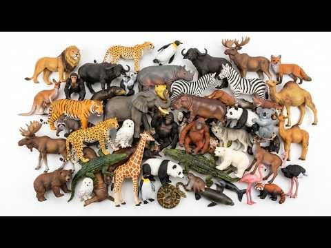 Wild Animals For Kids: Tiger, Lion, Elephant & Zebra Adventure | Toddler Learning Video