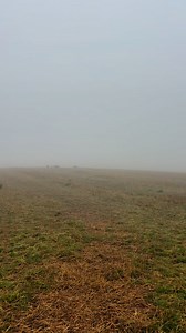 .. #labradorretriever #chocolatelab #foxredlab #yellowlab #blacklabsquad #training #teampureflax #gundogtrainer #slingleygundogs #pickingupteam #instavideo | Slingley Gundogs