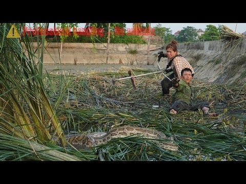 72 Hours Facing a Giant Python in a Pond - Cobra Invades a Chicken Farm