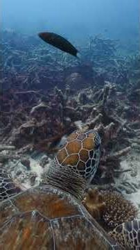 Can we help corals beat the heat? 🪸