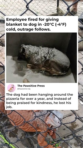 Absolutely outrageous 😡🐶